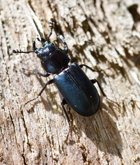 Platycerus oregonensis