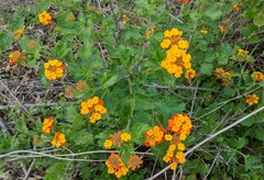 Angiospermae