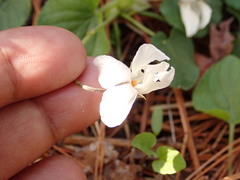 Viola alba