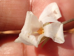 Viola alba