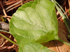 Viola alba