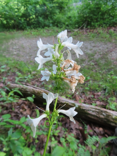 Penstemon tubaeflorus