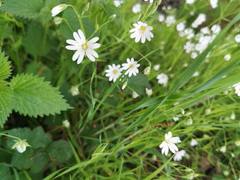Rabelera holostea