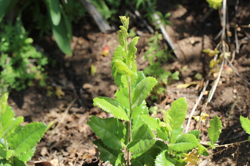 Proustia pyrifolia, photograph 2