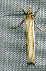 Fernandocrambus harpipterus