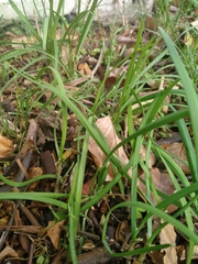 Allium triquetrum