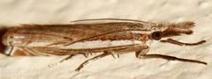 Fernandocrambus harpipterus