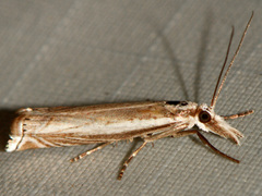 Fernandocrambus harpipterus