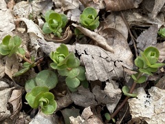 Sedum ternatum