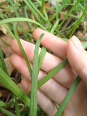 Allium triquetrum