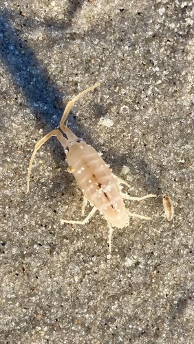 European Sand Hopper