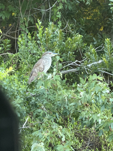 Black-crowned Night Heron