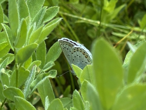 iNaturalist observation photo of Anna's Blue
