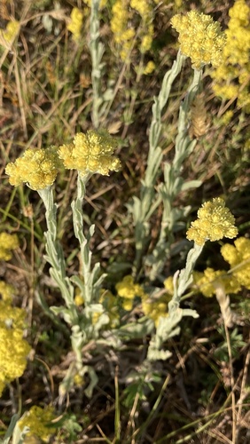 Dwarf Everlasting