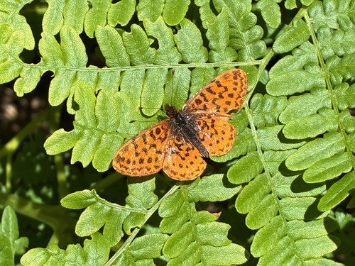 iNaturalist observation photo of Pacific Fritillary