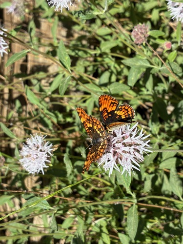 iNaturalist observation photo of Hoffmann's Checkerspot