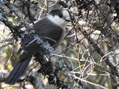 Perisoreus canadensis image