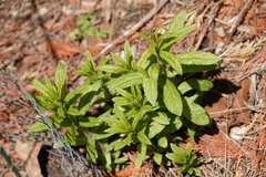 Veronicastrum virginicum