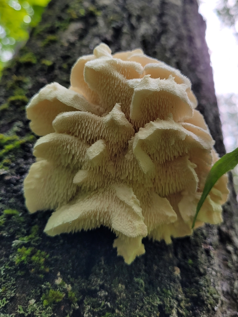 Tiered tooth fungus