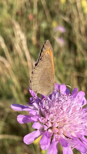 Meadow Brown