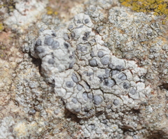 Diplotomma alboatrum