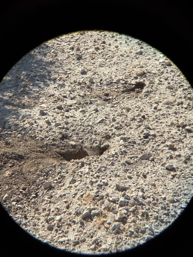 Blunt-nosed Leopard Lizard