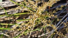 Lomandra micrantha, photograph (c) Rosalie Lawrence, some rights reserved (CC BY)