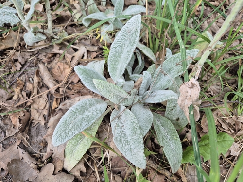 Stachys byzantina
