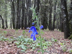 (c) Oscar Alejandro Morales Juárez, some rights reserved (CC BY-SA) Salvia patens, photograph (c) Oscar Alejandro Morales Juárez, some rights reserved (CC BY-SA)