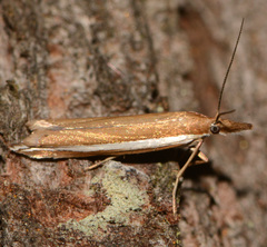 Fernandocrambus