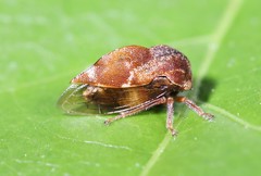 Xantholobus muticus