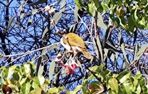 Blue-faced Honeyeater