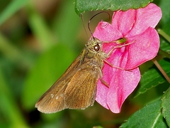 Caltoris cahira austeni