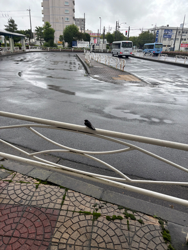 Amur Barn Swallow