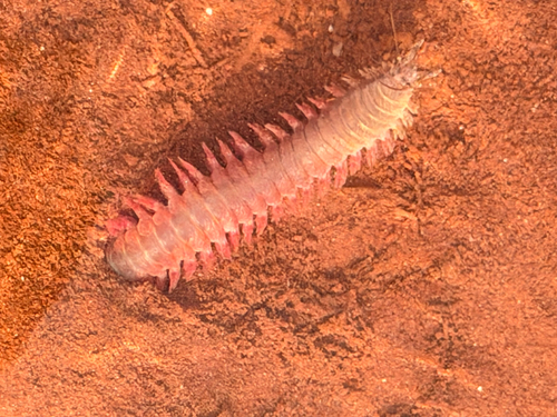Alitta succinea observed 2026-07-01