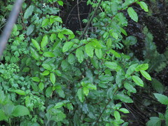 Azara serrata, photograph (c) Bruno Avilez, some rights reserved (CC BY)