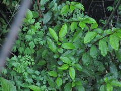 Azara serrata