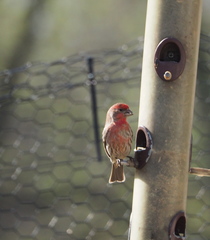 Haemorhous mexicanus