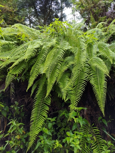 Diploterigium glaucum (Diplopterygium glaucum)