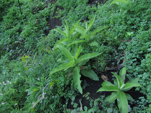 Lobelia tupa, photograph 6
