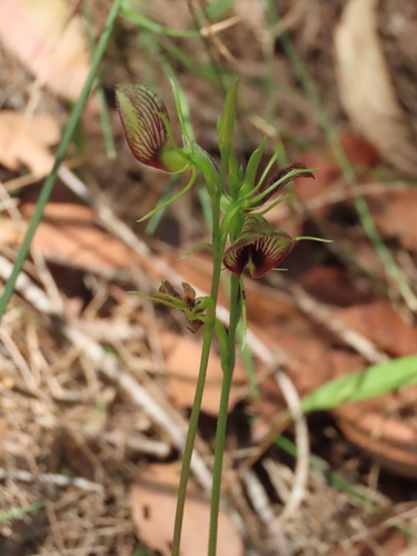 Cryptostylis erecta, photograph 4