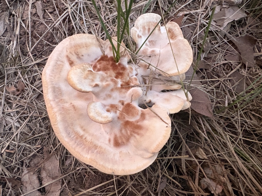 Blushing Rosette · July 2026 · photo: Photo: no rights reserved · iNaturalist