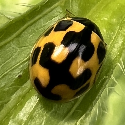 Fourteen-spotted Lady Beetle
