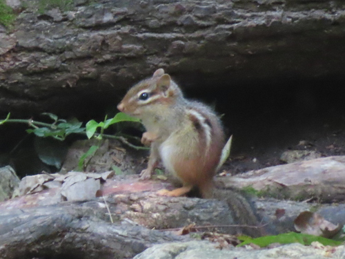 Eastern Chipmunk photographed in Arkansas