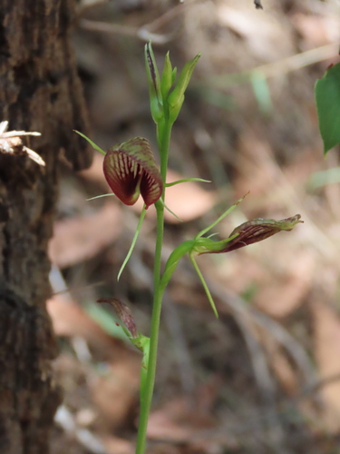 Cryptostylis erecta, photograph 5