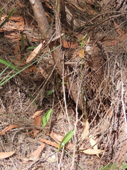 Cryptostylis erecta, photograph (c) ian_mcallan, some rights reserved (CC BY)