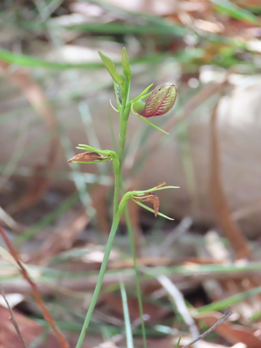 Cryptostylis erecta, photograph 3