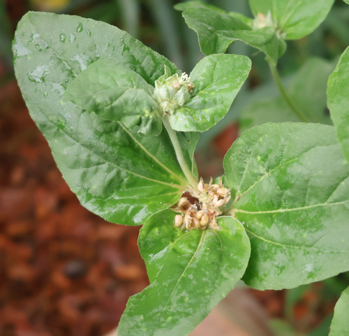Croton argenteus observed 2026-07-01