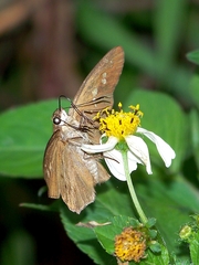 Seseria formosana