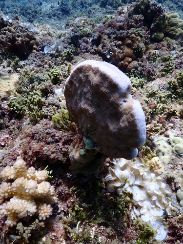 Pavona duerdeni observed 2026-07-01
